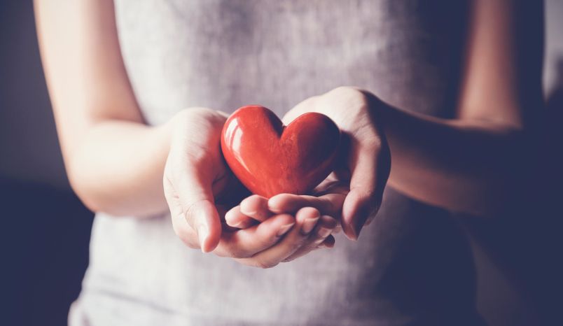 Hands holding model heart.