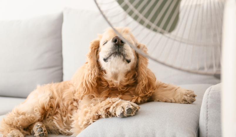 Dog cooling off by fan.