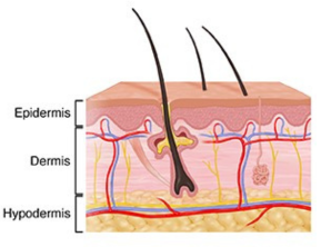 skin layer diagram