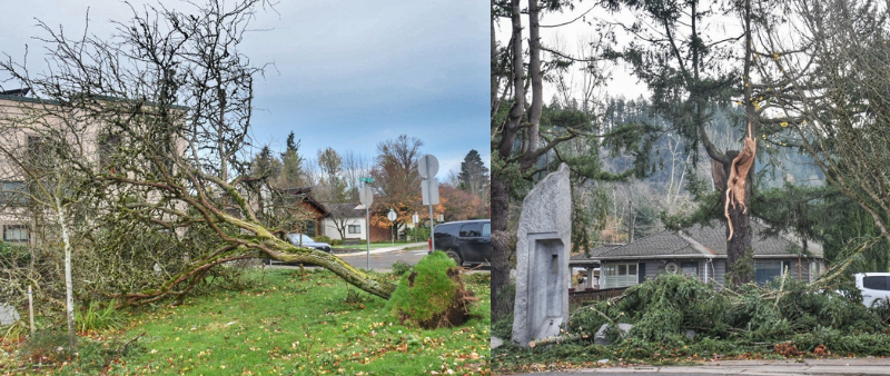 Storm damage in Downtown Issaquah following "bomb cyclone" in Nov. 2024.